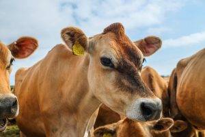Tiêu chuẩn ESG cho ngành sữa